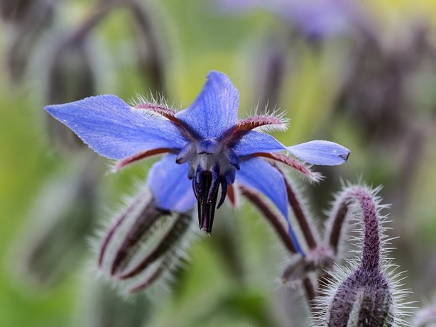 Foto - Ispıt otu tam bir şifa kaynağı