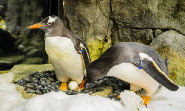 Foto - İsrail vahşeti tüm hızıyla sürerken dünya eşcinsellere kilitlendi