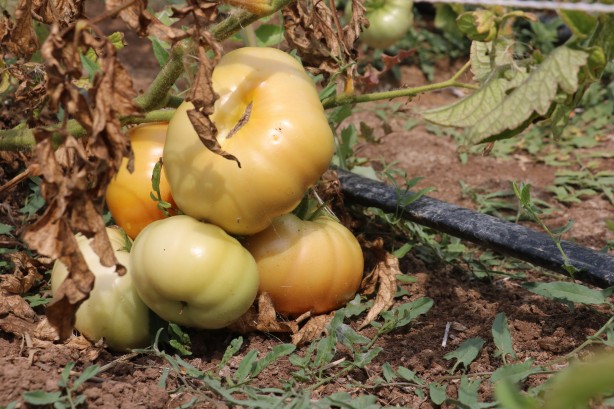 Foto - İsrail'e kızıp Sivas'ta üretti! Tüm Türkiye bu adamın peşinde, her yerden onu arıyorlar