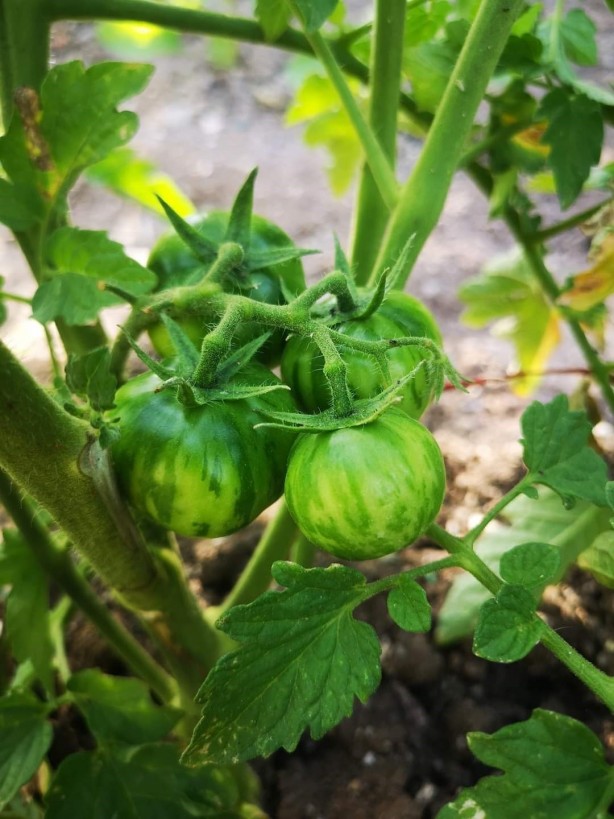 Foto - İsrail'e kızıp Sivas'ta üretti! Tüm Türkiye bu adamın peşinde, her yerden onu arıyorlar