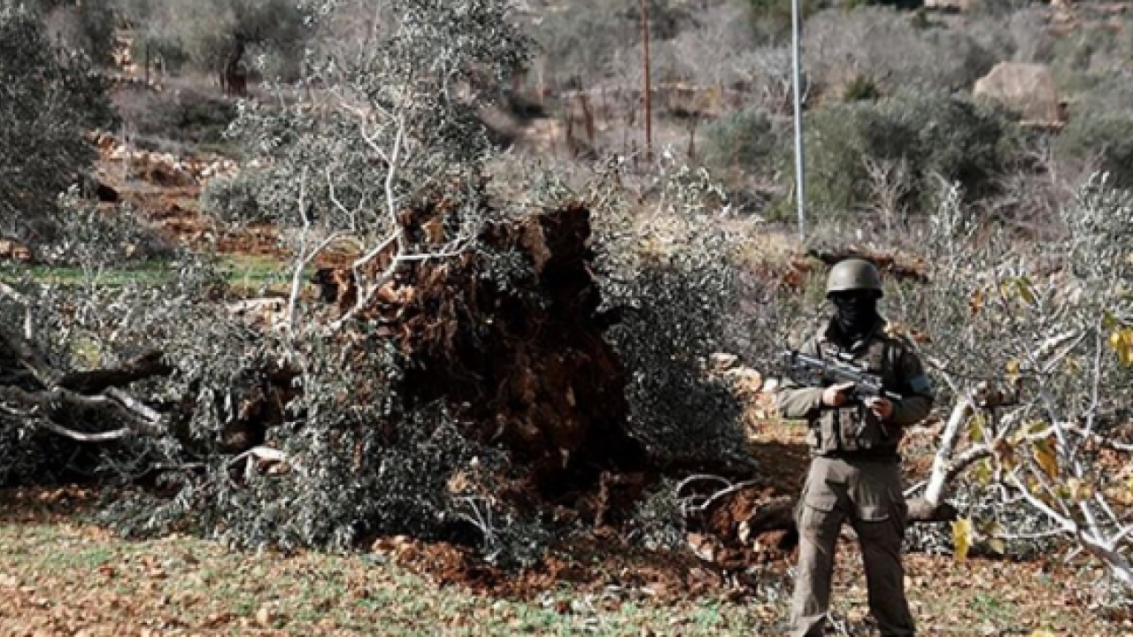 İsrail’in Batı Yaka’daki çevre terörü! Bir haftada 777 ağaç kökünden söküldü