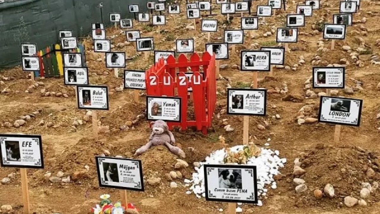 Foto - İşsizlikte nirvana: Hayvan mezarlıkları ve ölü hayvan fırsatçılığı
