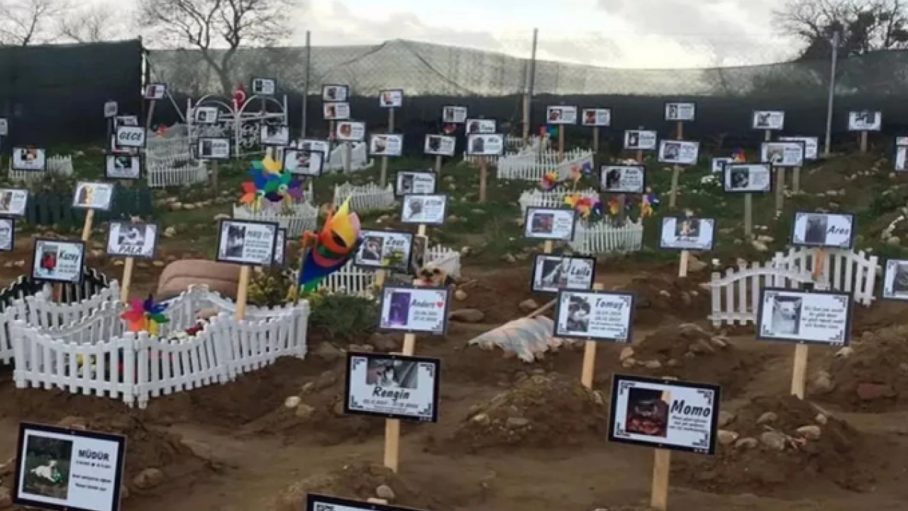 Foto - İşsizlikte nirvana: Hayvan mezarlıkları ve ölü hayvan fırsatçılığı