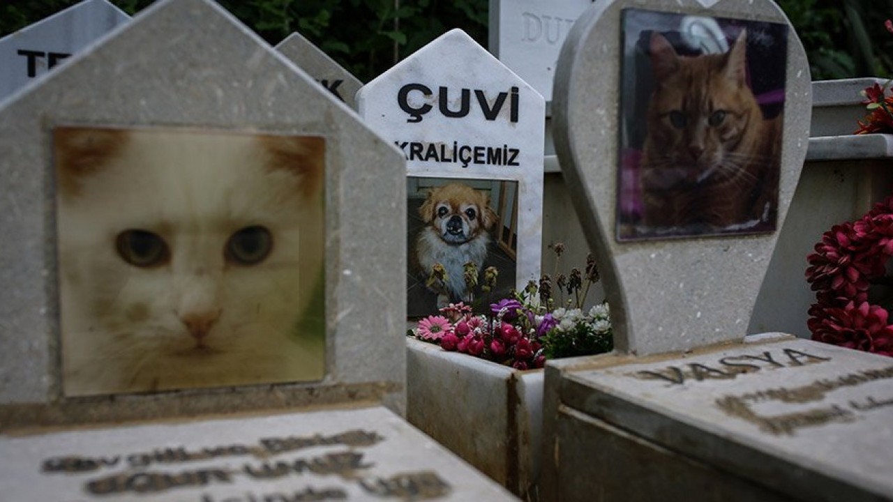 Foto - İşsizlikte nirvana: Hayvan mezarlıkları ve ölü hayvan fırsatçılığı