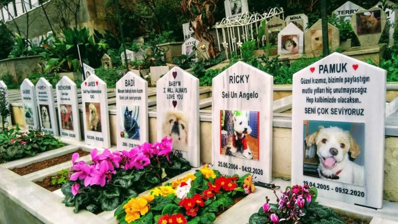 İşsizlikte nirvana: Hayvan mezarlıkları ve ölü hayvan fırsatçılığı