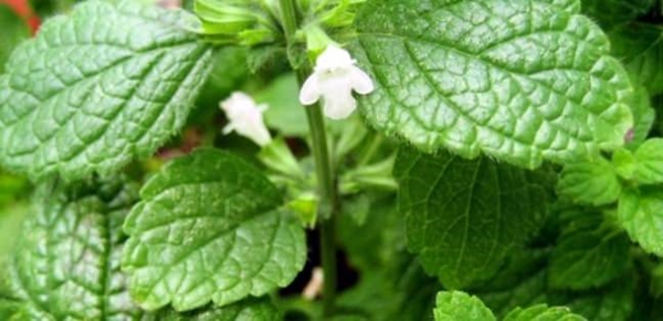 Foto - İştah kapatıp yağ yakan mucize tarif!