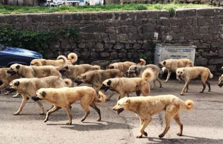 Foto - İstanbul, Ankara ve İzmir'deki başıboş köpek sayısı! Dehşete düşüren rakam açıklandı
