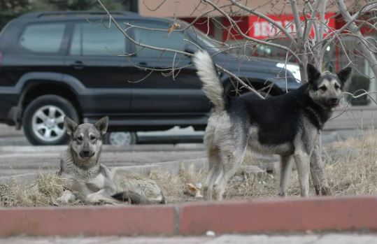 İstanbul, Ankara ve İzmir'deki başıboş köpek sayısı! Dehşete düşüren rakam açıklandı