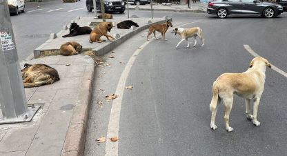 Foto - İstanbul, Ankara ve İzmir'deki başıboş köpek sayısı! Dehşete düşüren rakam açıklandı