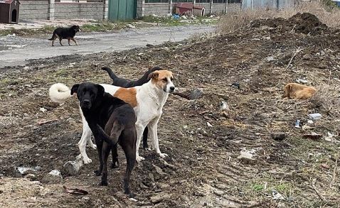 Foto - İstanbul, Ankara ve İzmir'deki başıboş köpek sayısı! Dehşete düşüren rakam açıklandı
