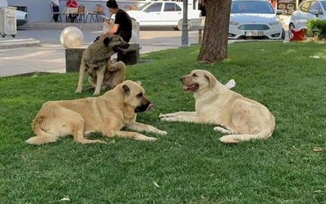 Foto - İstanbul, Ankara ve İzmir'deki başıboş köpek sayısı! Dehşete düşüren rakam açıklandı