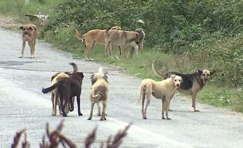 Foto - İstanbul, Ankara ve İzmir'deki başıboş köpek sayısı! Dehşete düşüren rakam açıklandı