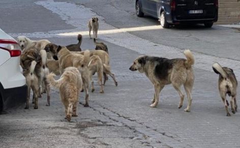 Foto - İstanbul, Ankara ve İzmir'deki başıboş köpek sayısı! Dehşete düşüren rakam açıklandı