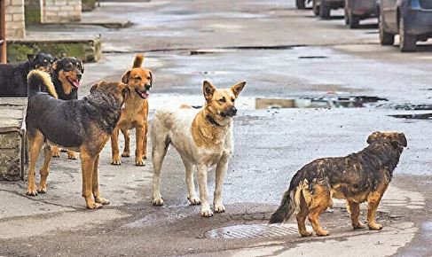 Foto - İstanbul, Ankara ve İzmir'deki başıboş köpek sayısı! Dehşete düşüren rakam açıklandı