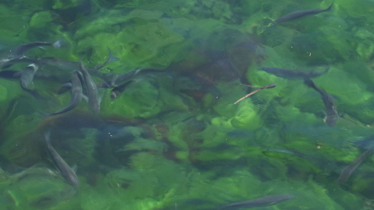 Foto - İstanbul Boğazı alarm veriyor! Balıklar göç edemiyor, ekosistem çöküyor