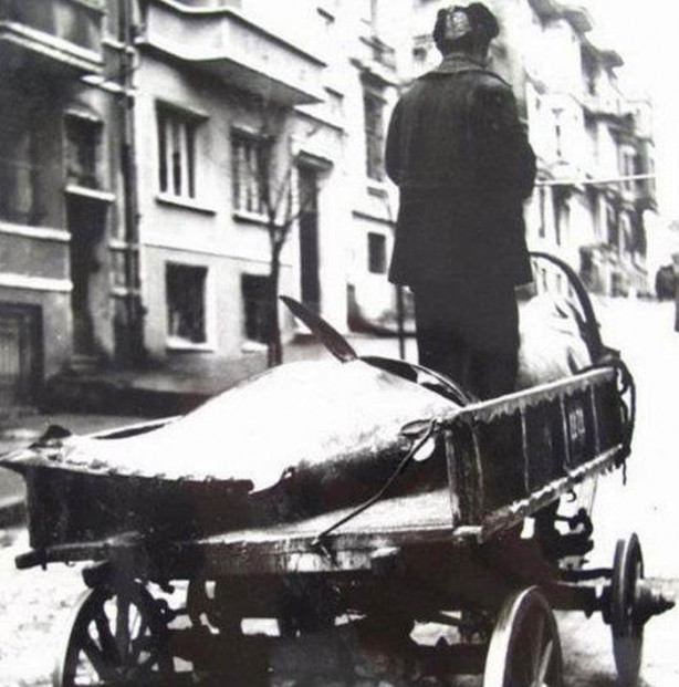 Foto - İstanbul Boğazı bir zamanlar balık doluydu