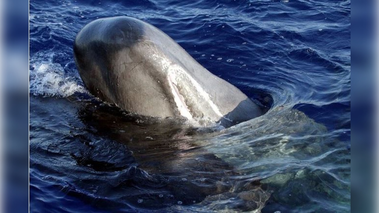 Foto - İstanbul Boğazı’nda stres! Türler tehlike altında 