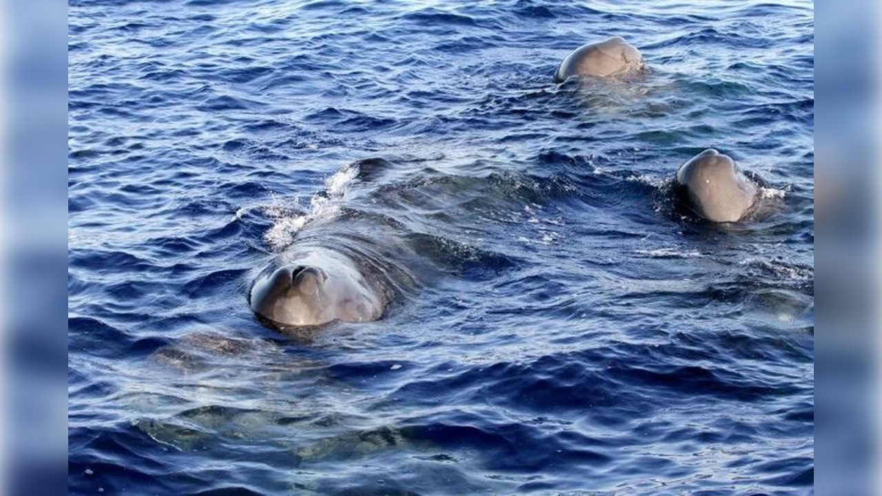 Foto - İstanbul Boğazı’nda stres! Türler tehlike altında 