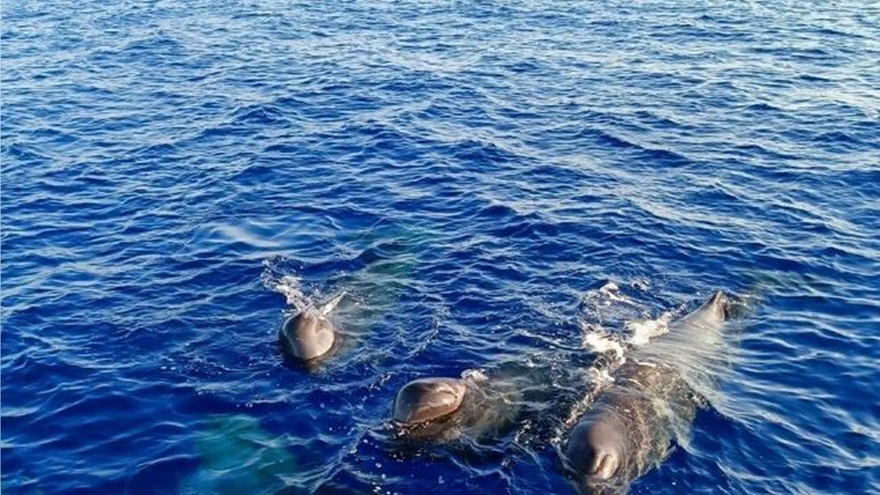 Foto - İstanbul Boğazı’nda stres! Türler tehlike altında 