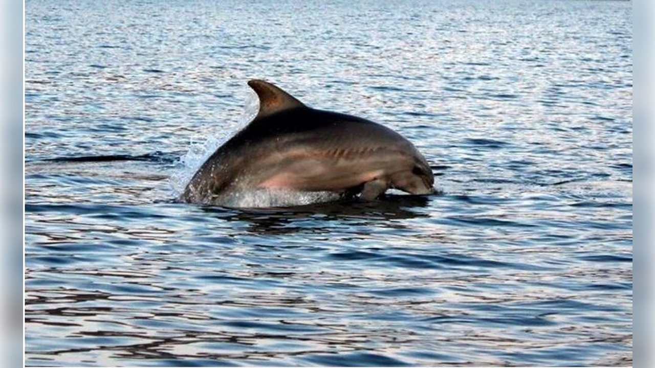 Foto - İstanbul Boğazı’nda stres! Türler tehlike altında 