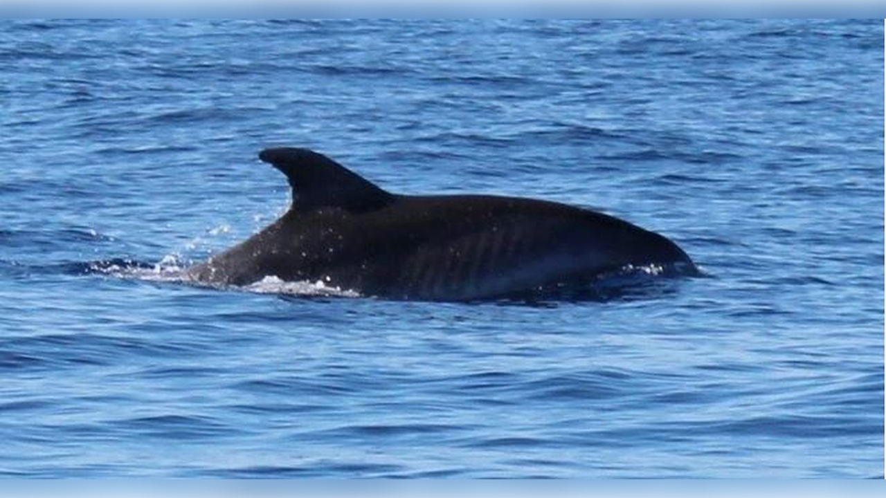 İstanbul Boğazı’nda stres! Türler tehlike altında 
