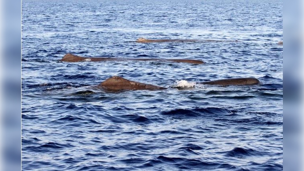 Foto - İstanbul Boğazı’nda stres! Türler tehlike altında 