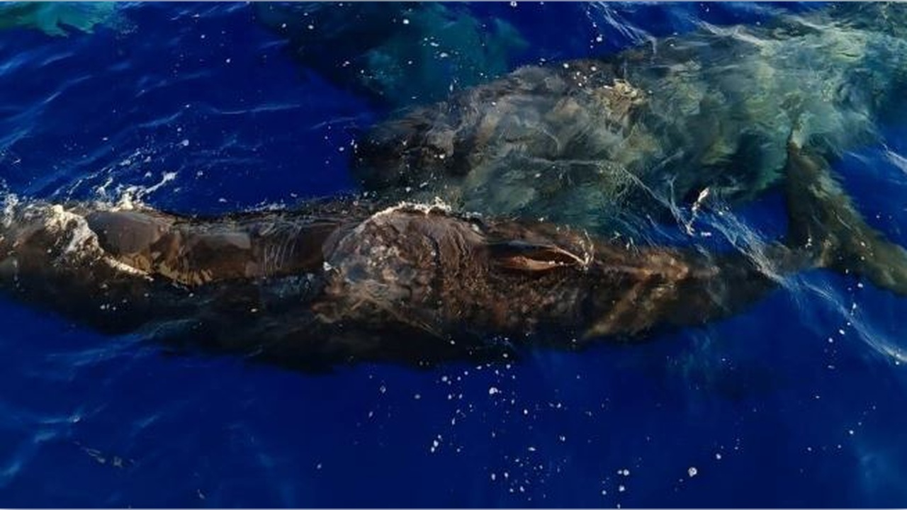 Foto - İstanbul Boğazı’nda stres! Türler tehlike altında 