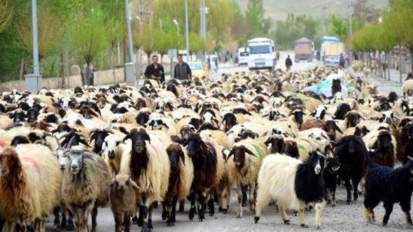 Foto - İstanbul Boğazı'nın altında 22 bin koyun var! Yürekleri burkan hikaye
