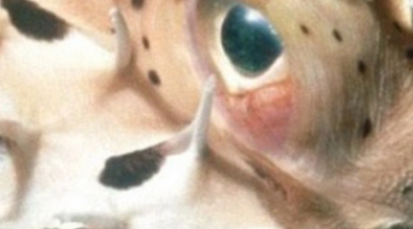 Foto - İstanbul, Bursa'ya ve birçok il için büyük istila başladı! Flaş bir haber, böyle duyuruldu: Tarih verildi, o tarihte giriş yapacak