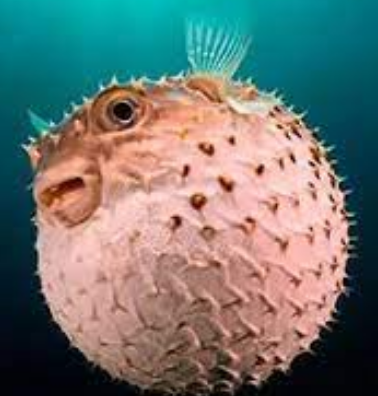 Foto - İstanbul, Bursa'ya ve birçok il için büyük istila başladı! Flaş bir haber, böyle duyuruldu: Tarih verildi, o tarihte giriş yapacak