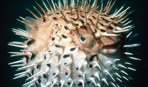 Foto - İstanbul, Bursa'ya ve birçok il için büyük istila başladı! Flaş bir haber, böyle duyuruldu: Tarih verildi, o tarihte giriş yapacak