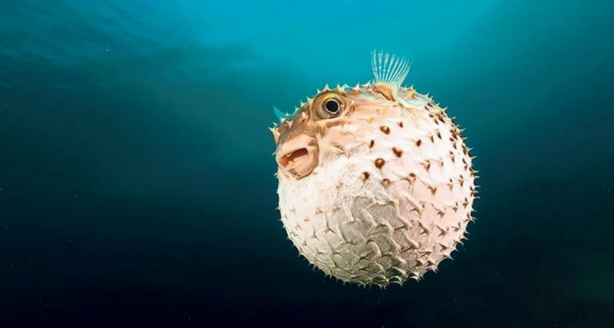 İstanbul, Bursa'ya ve birçok il için büyük istila başladı! Flaş bir haber, böyle duyuruldu: Tarih verildi, o tarihte giriş yapacak