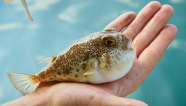 Foto - İstanbul, Bursa'ya ve birçok il için büyük istila başladı! Flaş bir haber, böyle duyuruldu: Tarih verildi, o tarihte giriş yapacak