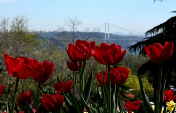 Foto - İstanbul lalelerle buluştu
