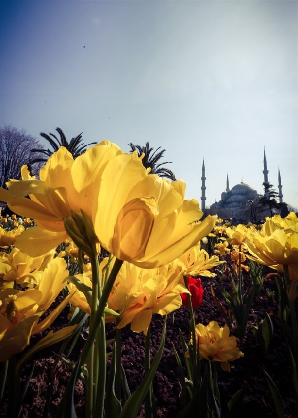 Foto - İstanbul lalelerle buluştu