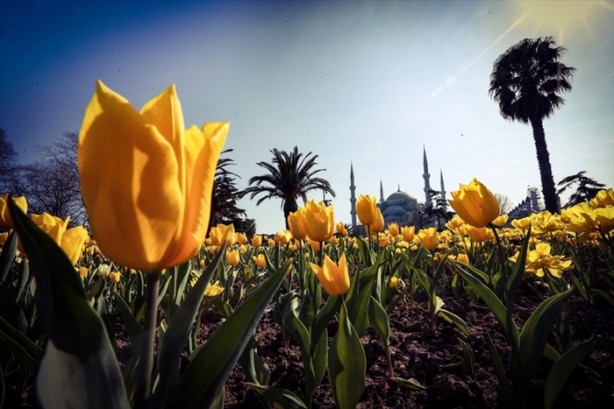 Foto - İstanbul lalelerle buluştu