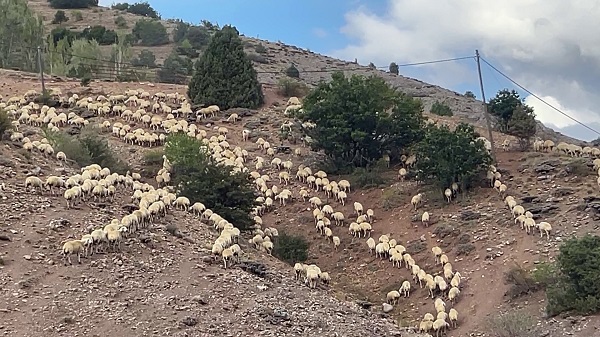 Foto - İstanbul stresinden kaçıp huzuru bu işte buldu