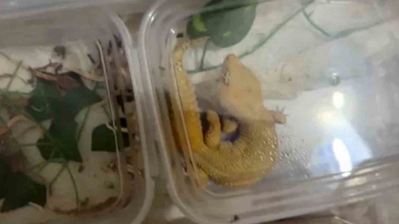 Foto - İstanbul’da bir eve girdiler, gördüklerine inanamadılar! Yılan, piton, tarantula... Tam 134 canlı