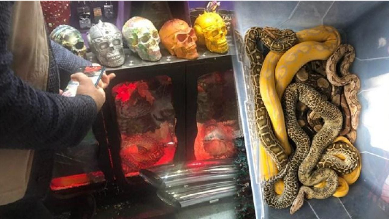 Foto - İstanbul’da bir eve girdiler, gördüklerine inanamadılar! Yılan, piton, tarantula... Tam 134 canlı