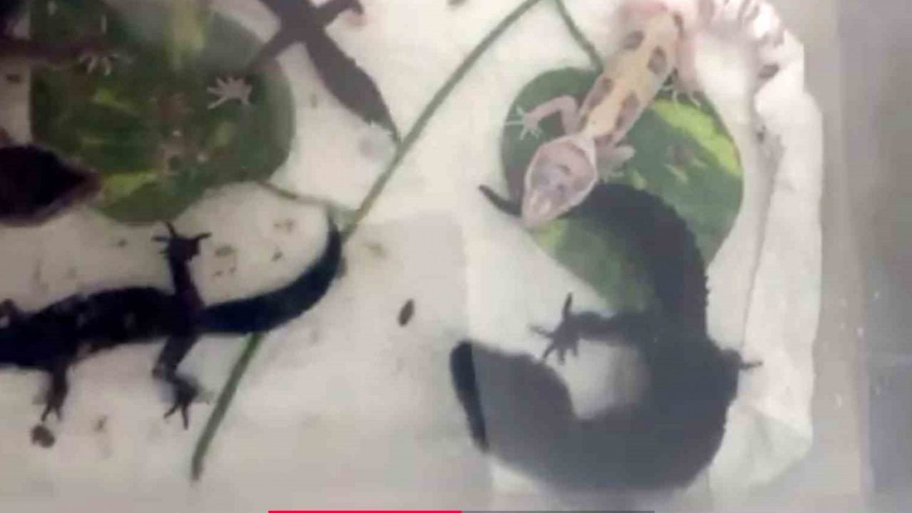 Foto - İstanbul’da bir eve girdiler, gördüklerine inanamadılar! Yılan, piton, tarantula... Tam 134 canlı