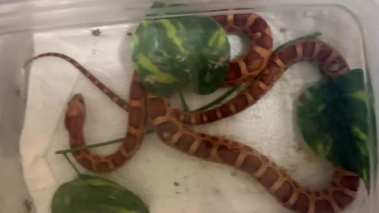 Foto - İstanbul’da bir eve girdiler, gördüklerine inanamadılar! Yılan, piton, tarantula... Tam 134 canlı