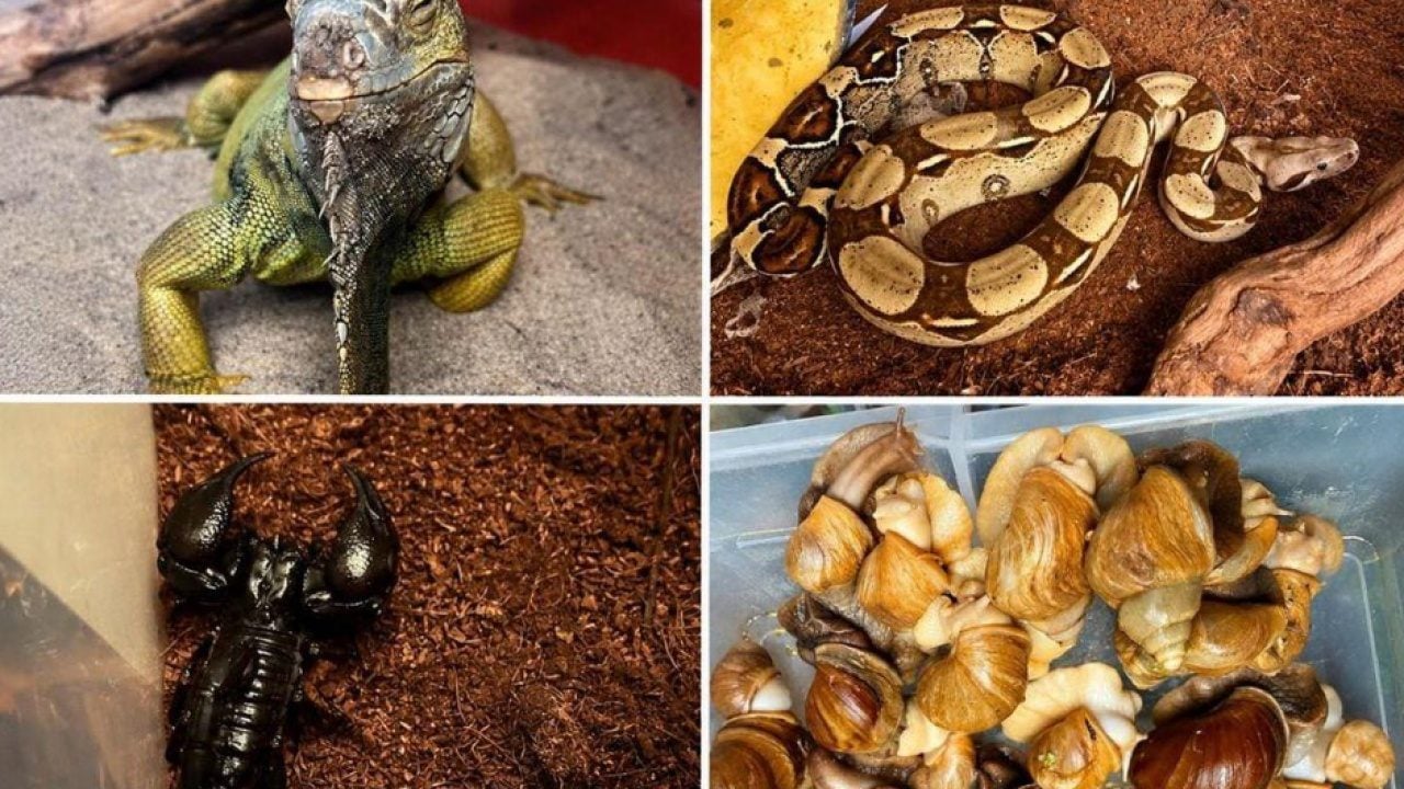Foto - İstanbul’da bir eve girdiler, gördüklerine inanamadılar! Yılan, piton, tarantula... Tam 134 canlı