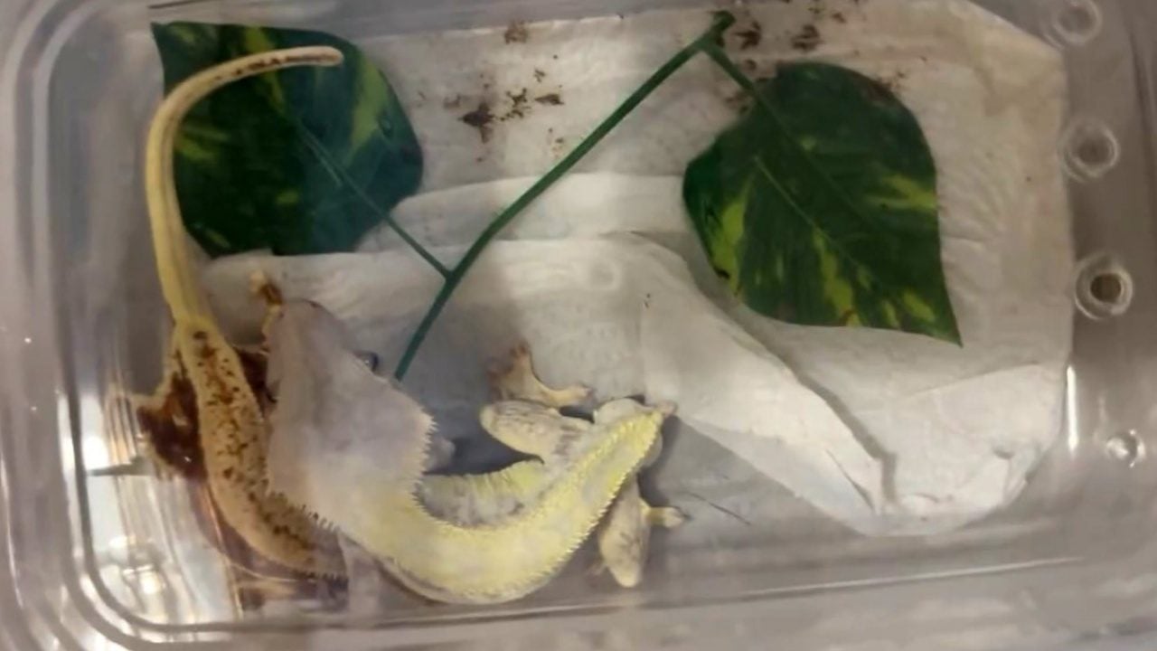 Foto - İstanbul’da bir eve girdiler, gördüklerine inanamadılar! Yılan, piton, tarantula... Tam 134 canlı