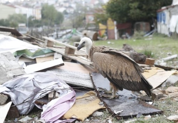 Foto - İstanbul'da bulundu: Sadece belgesellerde görüyorduk