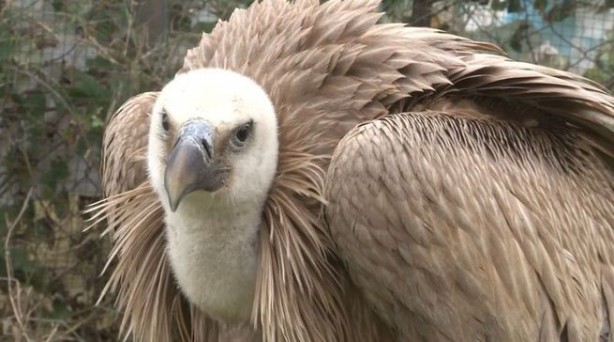 Foto - İstanbul'da bulundu: Sadece belgesellerde görüyorduk