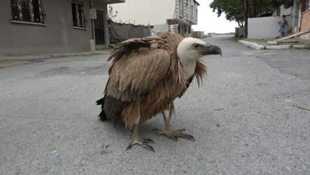 Foto - İstanbul'da bulundu: Sadece belgesellerde görüyorduk