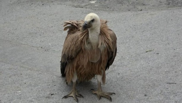 Foto - İstanbul'da bulundu: Sadece belgesellerde görüyorduk