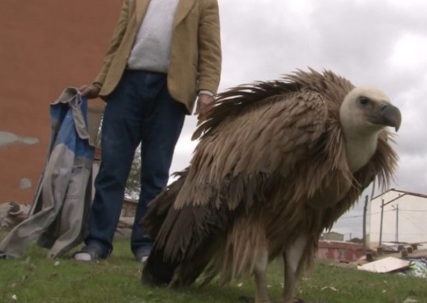 Foto - İstanbul'da bulundu: Sadece belgesellerde görüyorduk