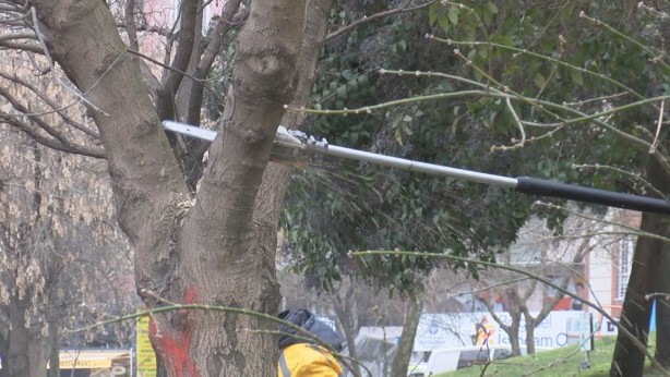 Foto - İstanbul'da büyük tehlike! İstila ettiler