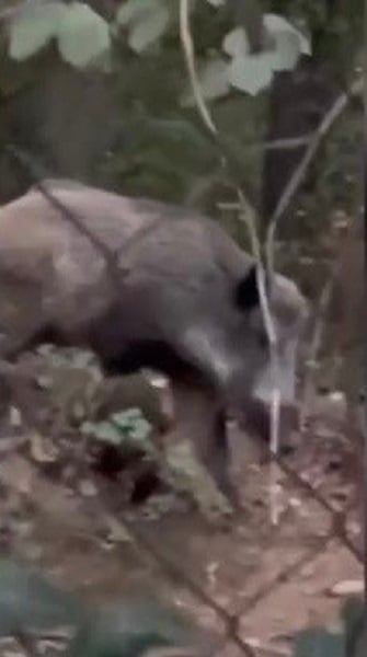 Foto - İstanbul'da domuz şaşkınlığı